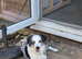 Blue Merle Border Collie for sale
