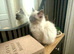 Ragdoll/persian mixed breed