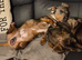 Dachshund puppies for sale