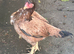 Game Birds 2 Breeder female top quality hens
