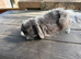 Mini lop/french lop