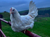 POINT OF LAY HENS AVAILABLE. SOUTH WALES.