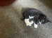 Cute kittens