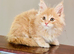 Beautiful TICA Active Registered Kittens