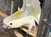 Yellow Crested Cockatoo Glasgow