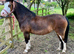 12h Section A, lead rein pony, 12yr old