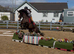 14.3/15H - 9Yo - Bay - Old Fashioned Cob - Gelding - All Rounder / Family Horse