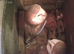 pair of Barn owls for sale