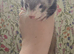 Ferrets