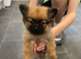 Pomeranias puppies for sale