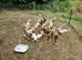 Trios of Runner ducks