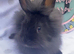 Black lionhead babies
