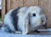 Mini lop babies ready now