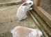 Mini lop / plush lop