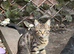 Kitten Ready