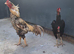 Aseel chicken pair
