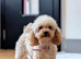 Korean Maltipoo puppies available