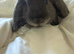 Mini lops 10 weeks old male & females