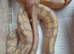 Hatchling royal/ball pythons