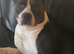 11 month old staffy