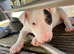 Female English bull terriers