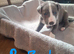 Whippet x whippet lurcher