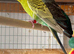 Young budgie