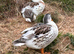 Miniature Silver Appleyard Ducks home hatched