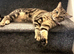 2 cats looking for a forever home