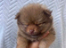 Adorable Pomeranian Puppies