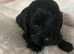 cocker spaniel pup