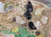 Day old chicks perfect for a broody hen bantums hybrids and a silky