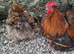 Pair of Pekin Bantams