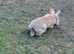 Yellow Male Rabbit