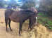 Beautiful show pony filly
