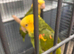 Double Yellow-headed Amazon