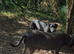 PRESA CANARIO pup for sale