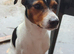 Parson Jack Russell For Stud