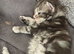 Adorable Maine Coon Kittens Looking for Loving
