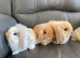 Litter of lion lops. Unusual colours.
