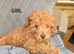 Fox red toy poodles KC reg