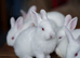7 New Zealand White Rabbit Kits Available