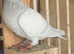 Milky racer racing homing young pigeons