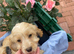 Cockapoo puppies