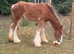 Yearling Cob filly