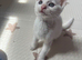 White Kitten Male