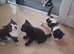 British Shorthair kittens cross