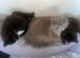 British Shorthair cross kittens