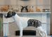 Stunning kc registered whippet pups