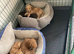 Pra clear miniture cockapoo puppies